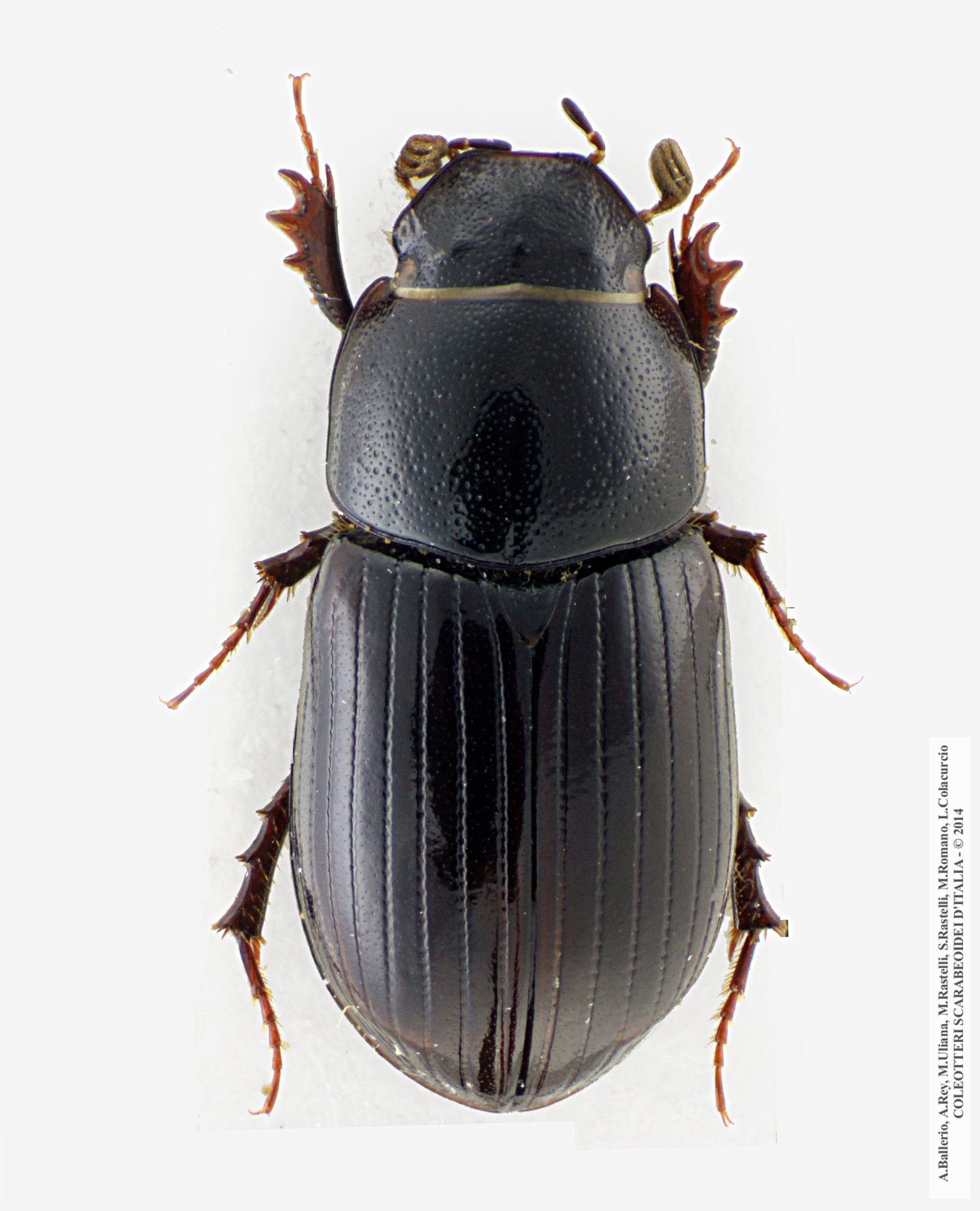 Agoliinus satyrus